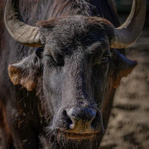 Photo #11545463