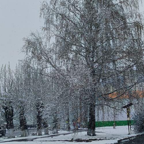 Photo #11545464