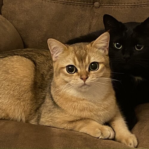 Photo #11547824