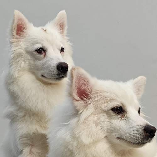 Photo #11547965