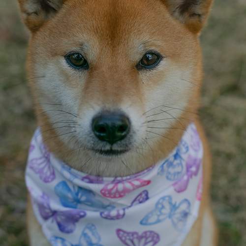 Photo #11548708