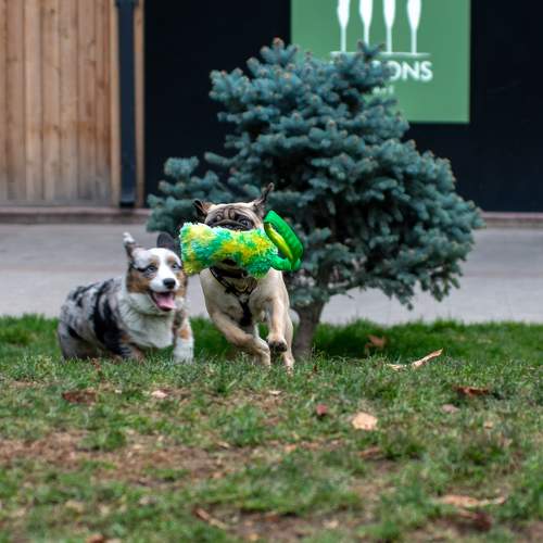 Photo #11549241