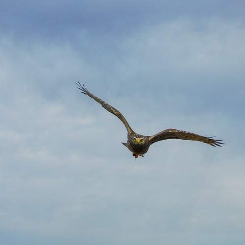 Photo #11550637
