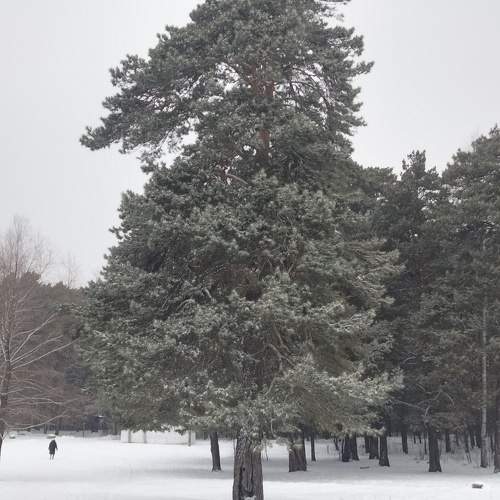 Photo #11550675