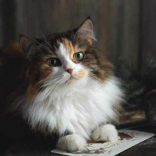 Photo #11553356