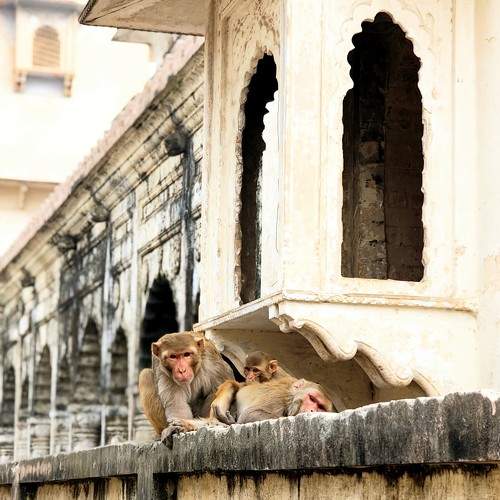 Photo #11554461