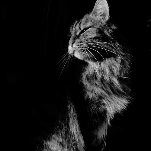 Photo #11554514