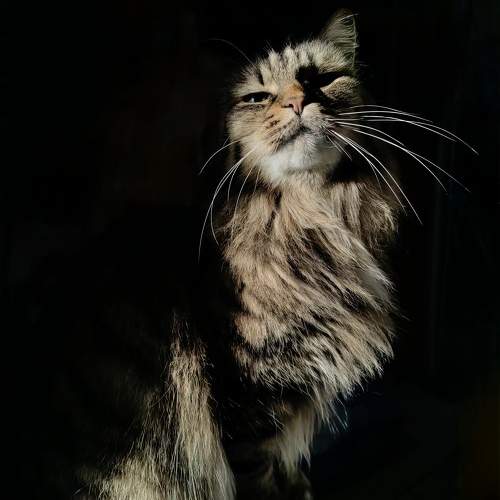 Photo #11554518