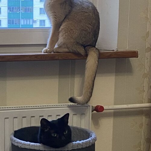 Photo #11556153