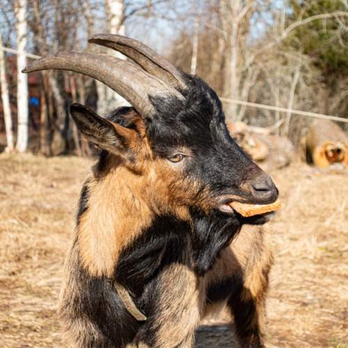 Photo #11556664