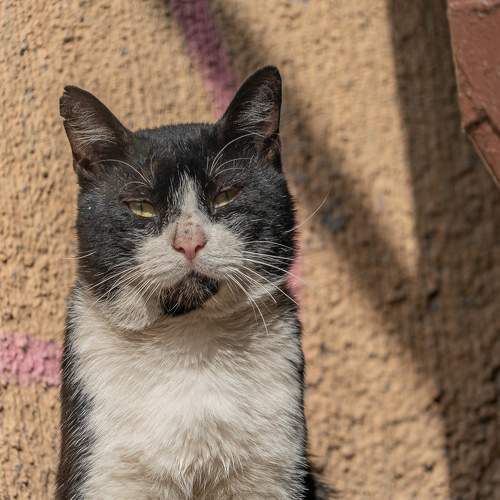 Photo #11556696