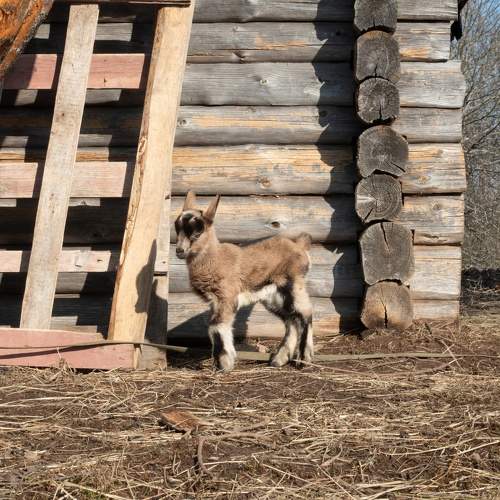 Photo #11556701
