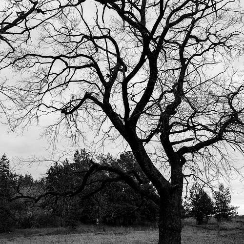 Photo #11557864