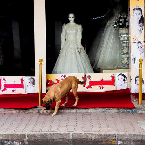 Photo #11558613