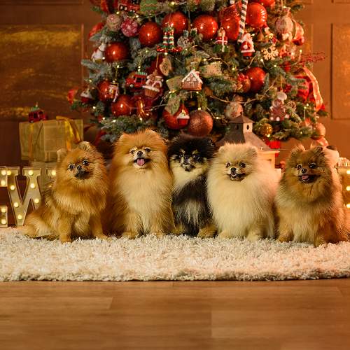 Photo #11559136