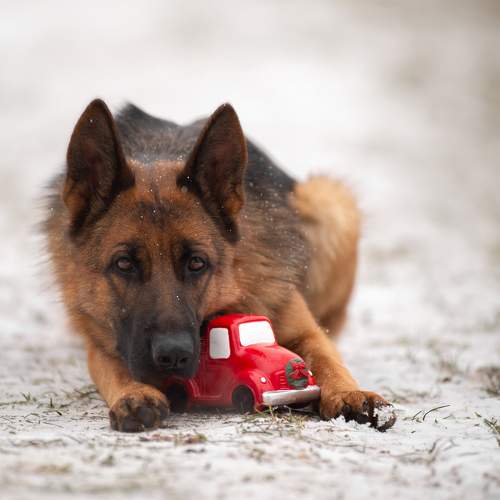 Photo #11559245