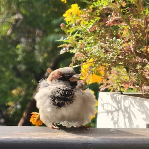 Photo #11560688