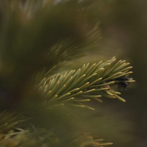 Photo #11561499