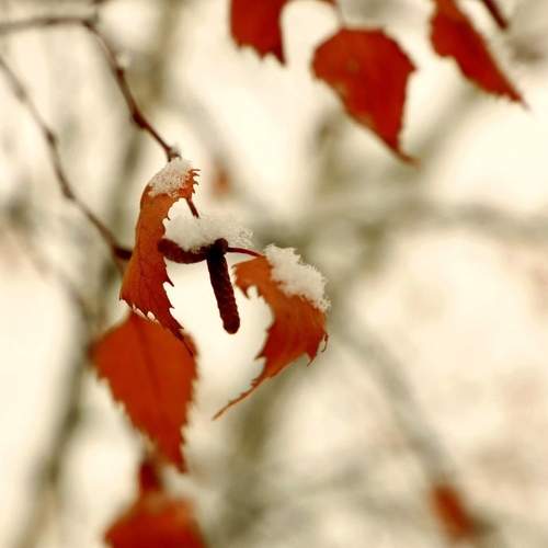 Photo #11561687