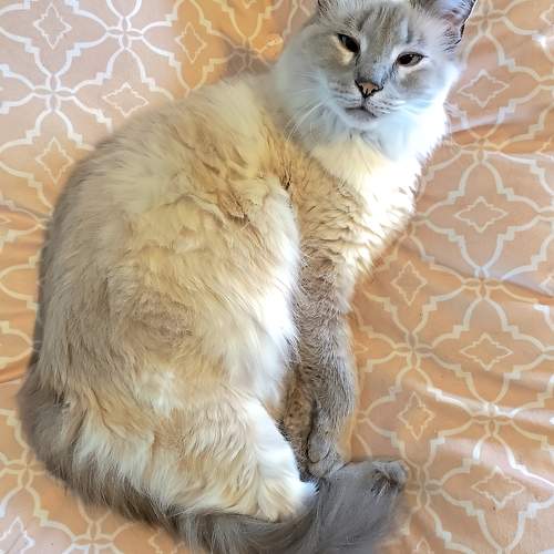 Relaxed Royalty: Ragdoll Cat on a Plush Pillow