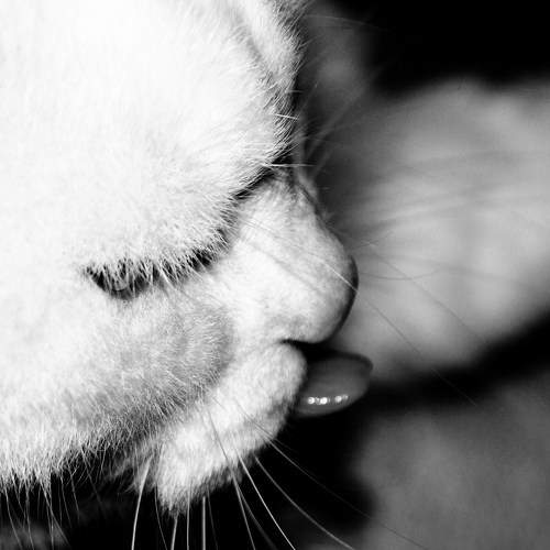 Photo #11564404