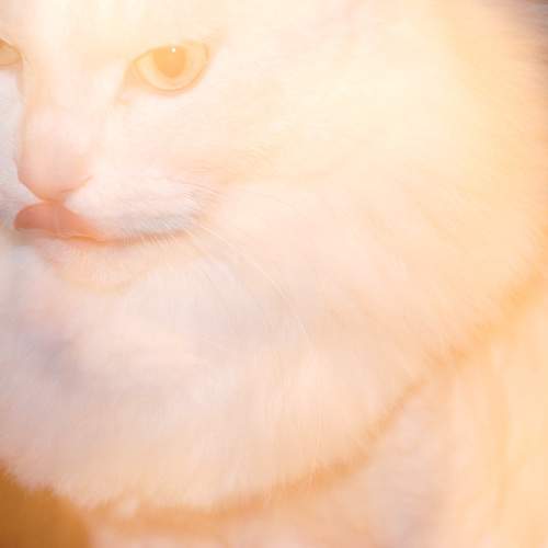 Photo #11564405