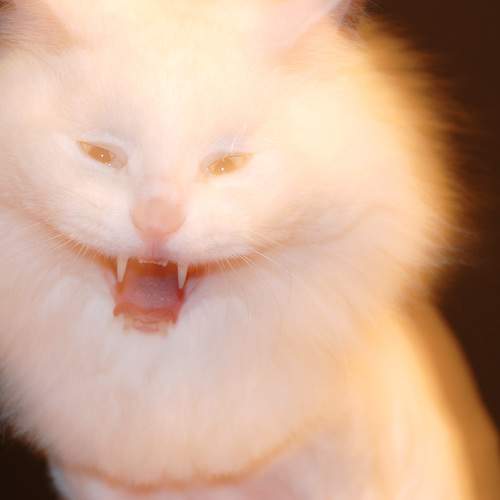 Photo #11564406