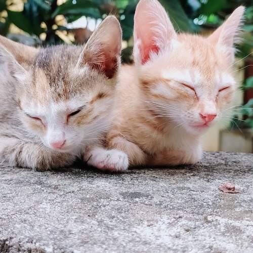 Photo #11564658