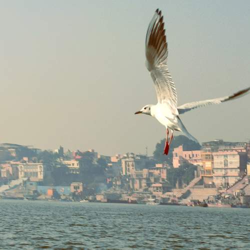 Photo #11564921