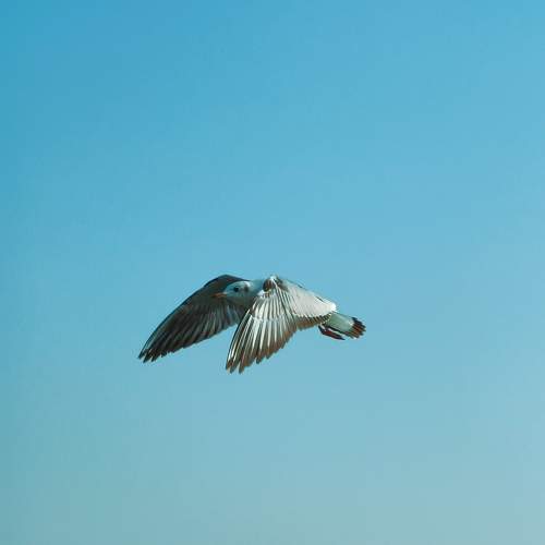 Photo #11564924