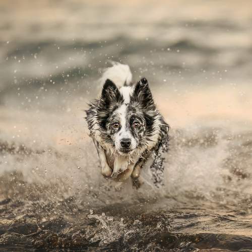 Photo #11567167