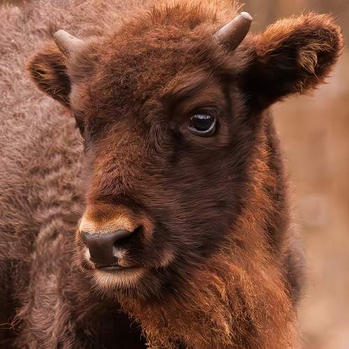 Photo #11568669