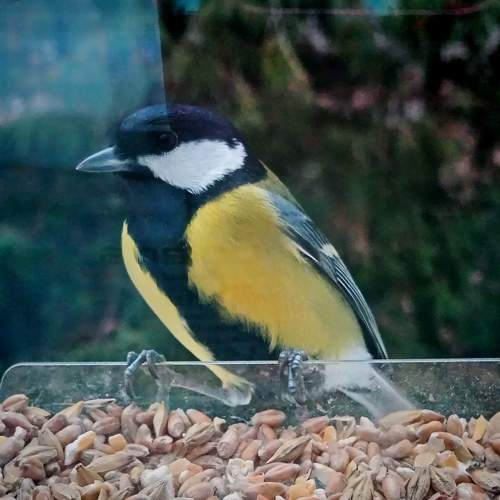 Photo #11569006