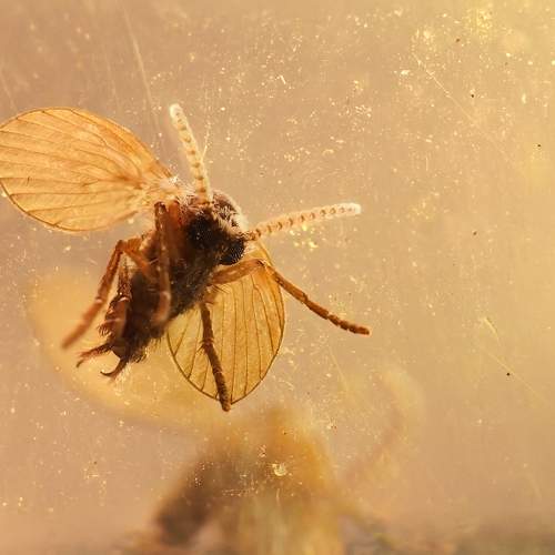 Psychodidae on mirror