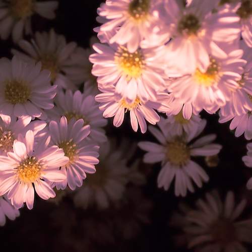 Flower on the Altar of my passed dad..