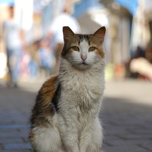 Photo #11570018