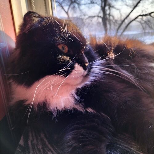 Photo #11570712