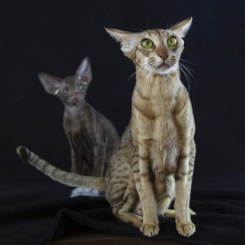 Фотография #11571369