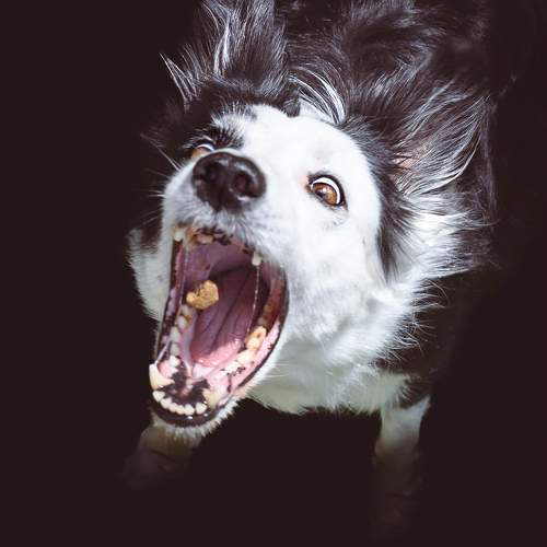 Photo #11571462