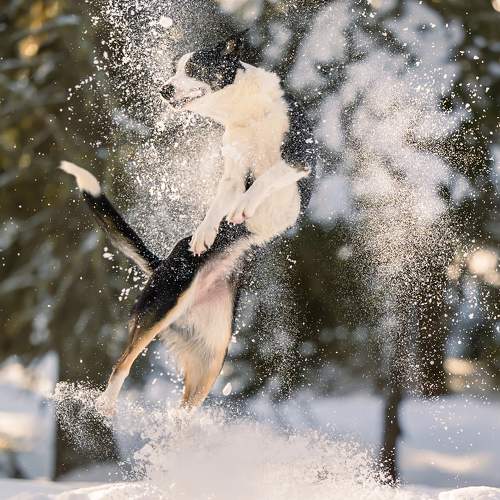Photo #11571463