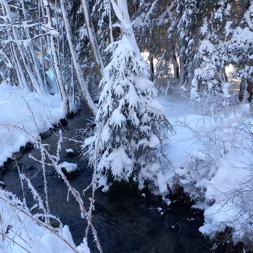 Photo #11571646