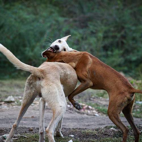 Harmless Bites
