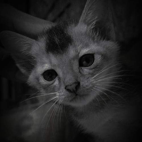 THE SOULFUL STARE