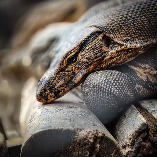 Photo #11574800