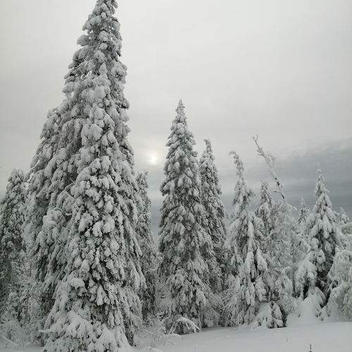 Photo #11575003