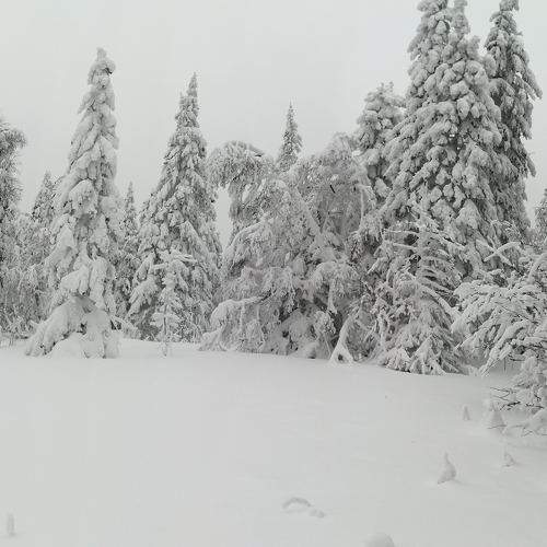 Photo #11575004