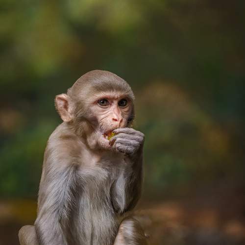 Monkey devouring a fruit