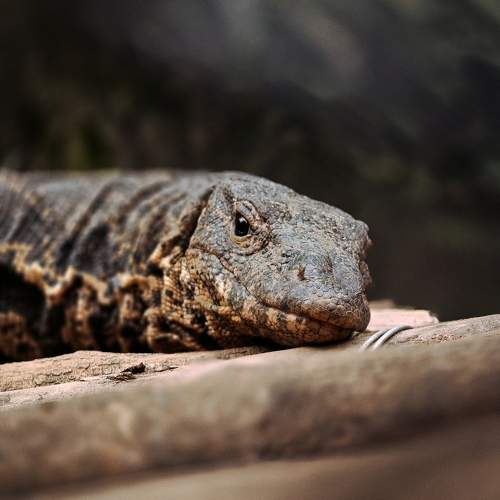 Lizard