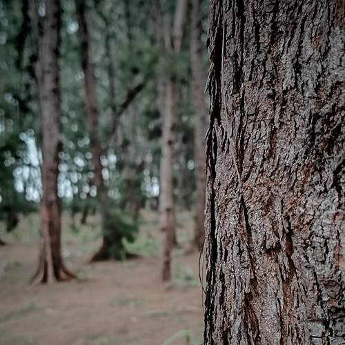 Nature Shot.