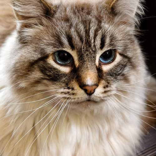Photo #11575209